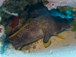 IMG 3117 Splendid Toadfish